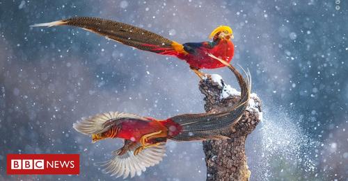 O espet�culo da natureza registrado em pr�mio internacional de fotografia